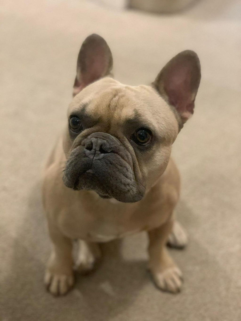 Custom French Bulldog Bust – Personalised 3D Printed Sculpture