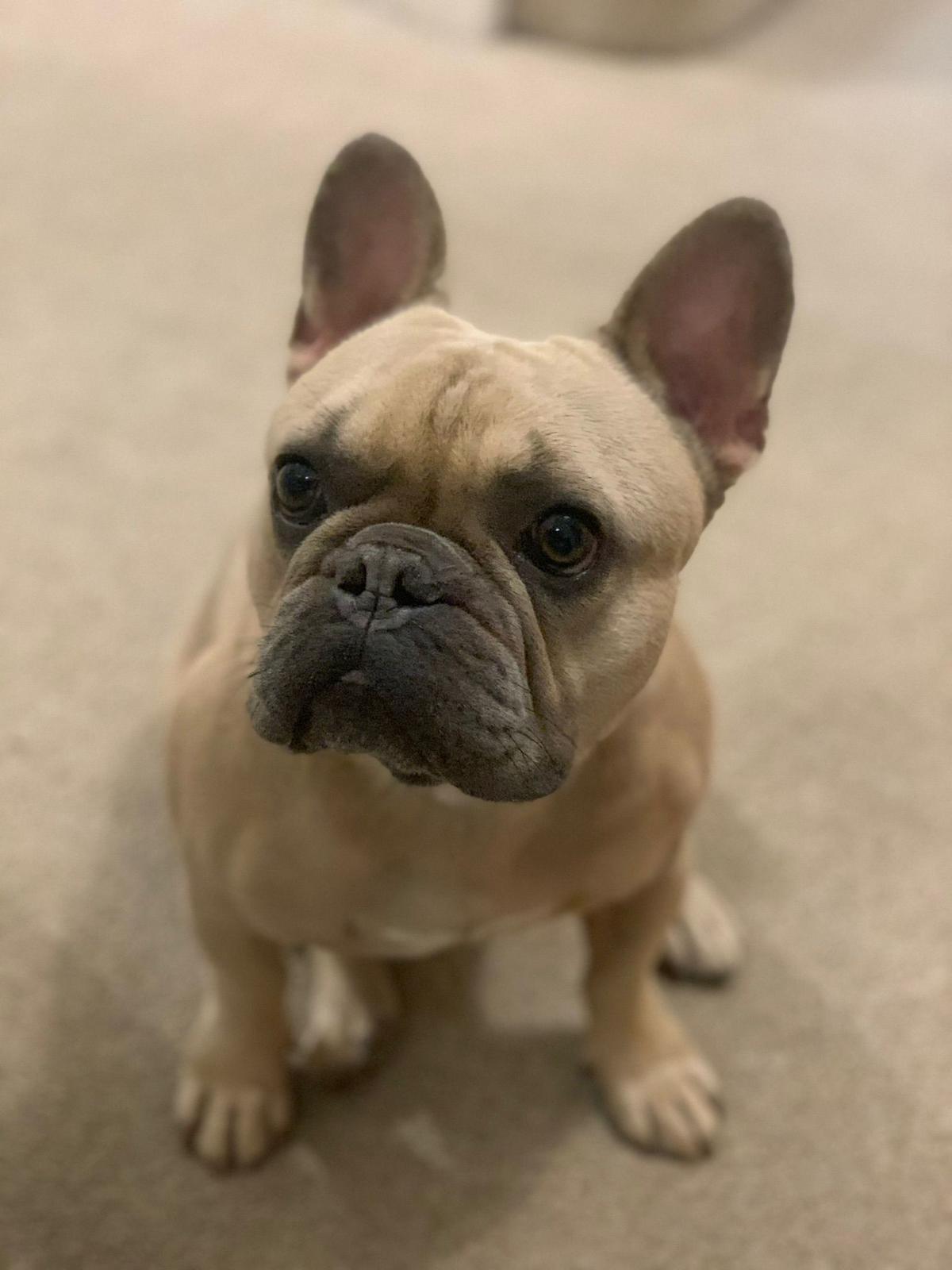 Custom French Bulldog Bust – Personalised 3D Printed Sculpture