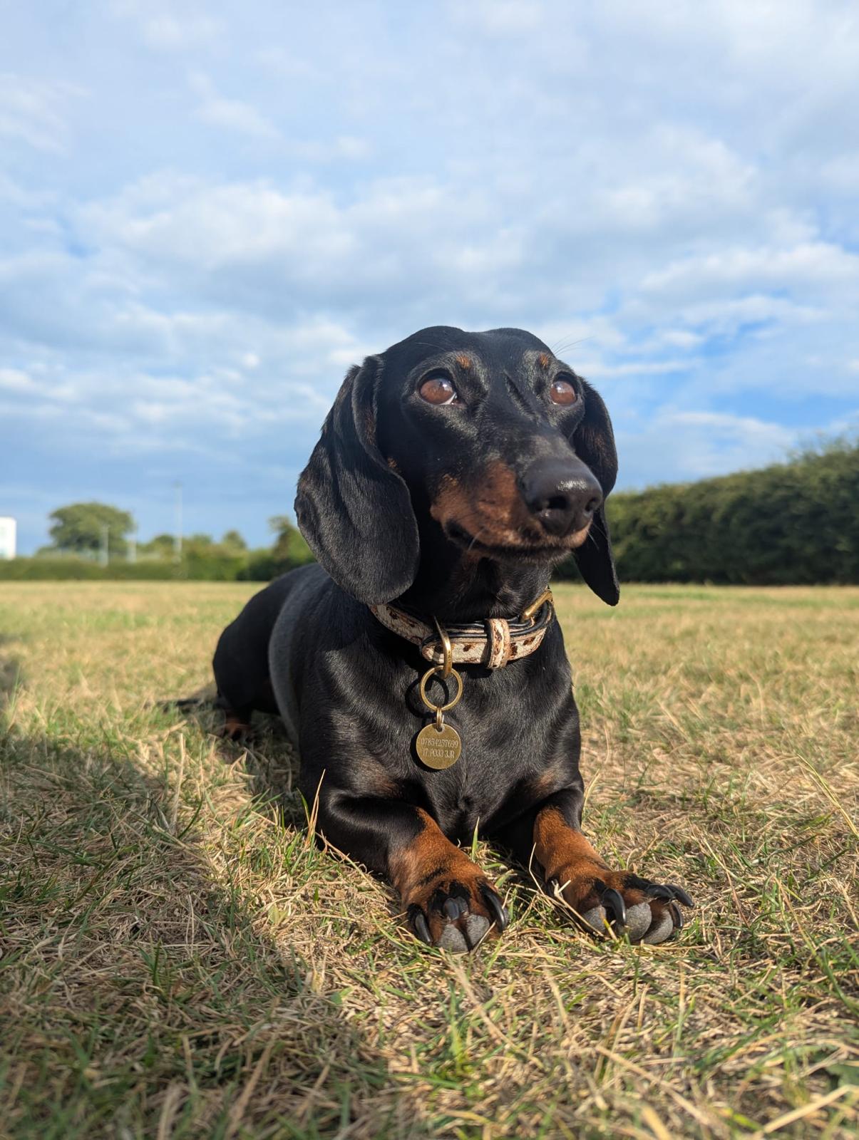 Personalised Dachshund Bust – Custom 3D Printed Sculpture