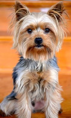 Custom Yorkshire Terrier Bust – Personalised Handmade Sculpture - 80 x 100mm