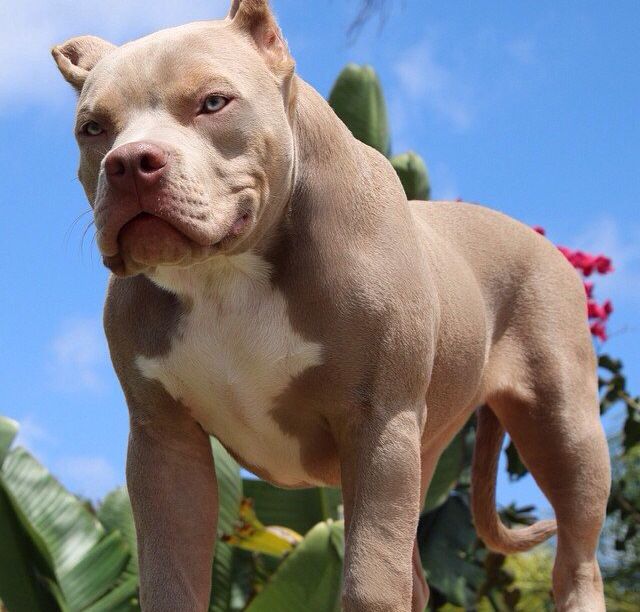 Custom American Bully Bust – Personalised Handmade Sculpture - 50 x 90mm