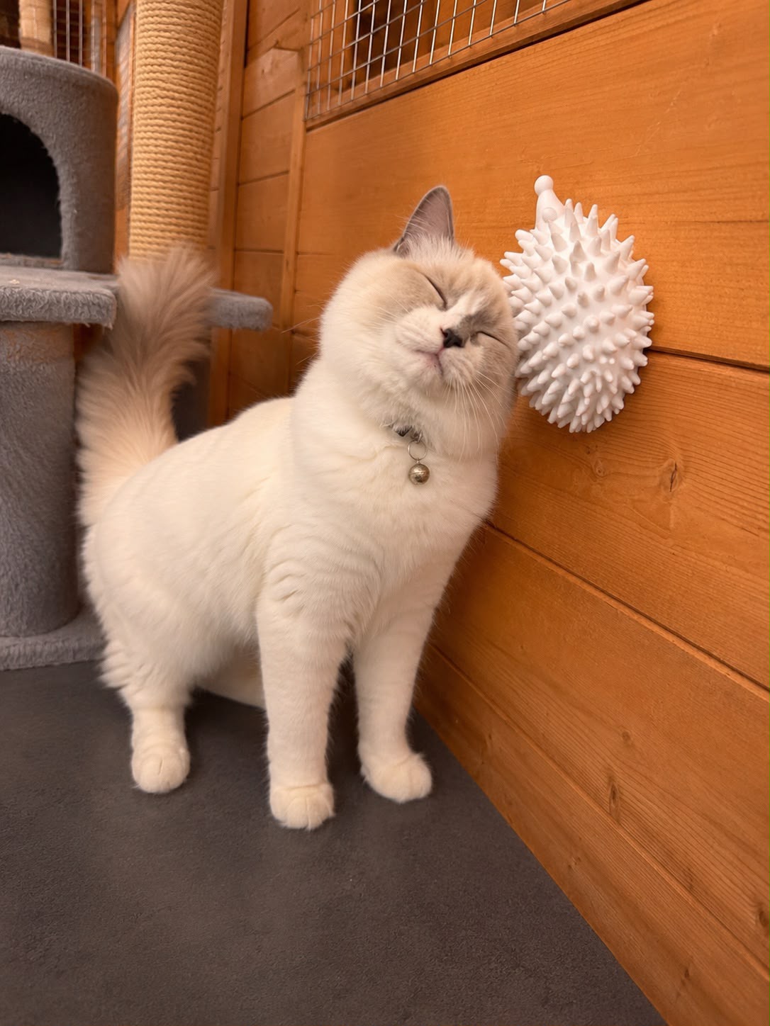 Handmade Hedgehog Cat Scratcher – Customisable Enrichment Toy