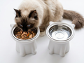 Cat-Shaped Raised Food Bowl – Handmade 3D Printed Pet Bowl